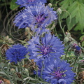 CENTAUREE fleurs  bleues