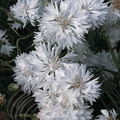 CENTAUREE fleurs blanches