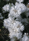 CENTAUREE fleurs blanches
