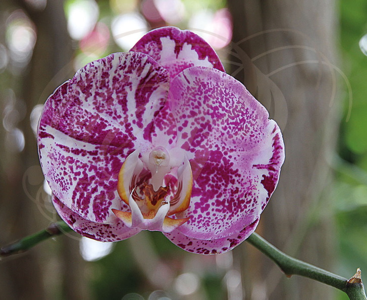 ORCHIDÉE - Phalaenopsis Brother Wild Thing