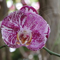 ORCHIDÉE - Phalaenopsis Brother Wild Thing