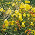 ONAGRES - Oenothera biennis