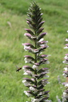 ACANTHE - Fleur visitée par une abeille 