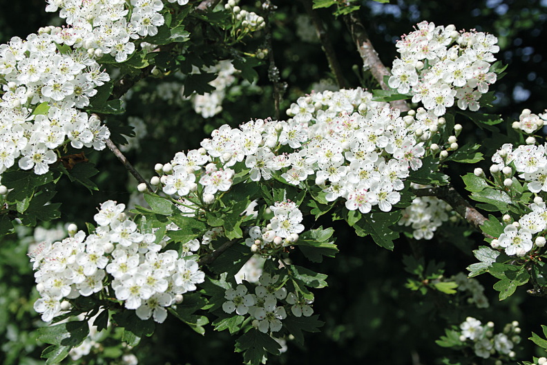 AUBÉPINE ÉPINEUSE (Crataegus oxyacantha) - Fleurs