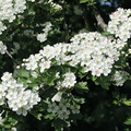 AUBÉPINE ÉPINEUSE (Crataegus oxyacantha) - Fleurs