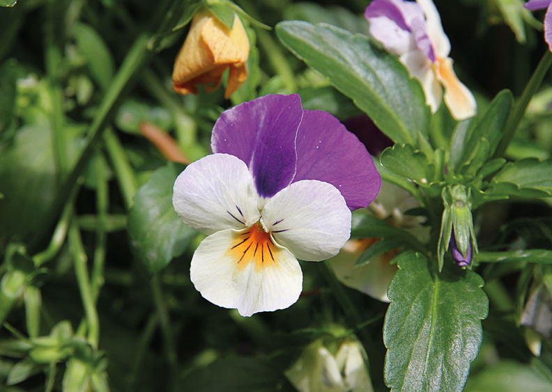 PENSEE (Viola cornuta)