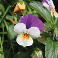 PENSEE (Viola cornuta)
