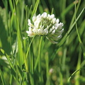 TREFLE BLANC ou trèfle rampant (Trifolium repens)