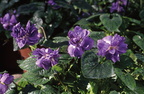 VIOLETTE  de TOULOUSE (Viola odorata)