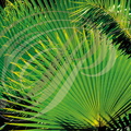 PALMIER (Trachycarpus)