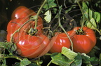 Tomates Marmande