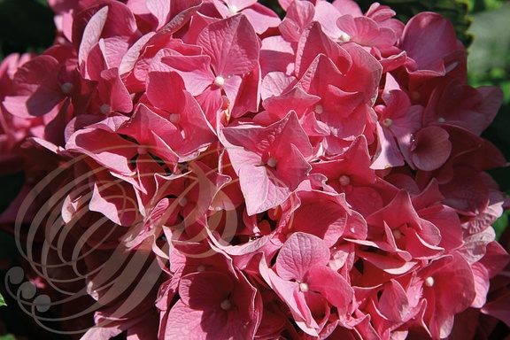 HORTENSIA ROSE fleurs en gros plan
