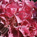 HORTENSIA ROSE fleurs en gros plan
