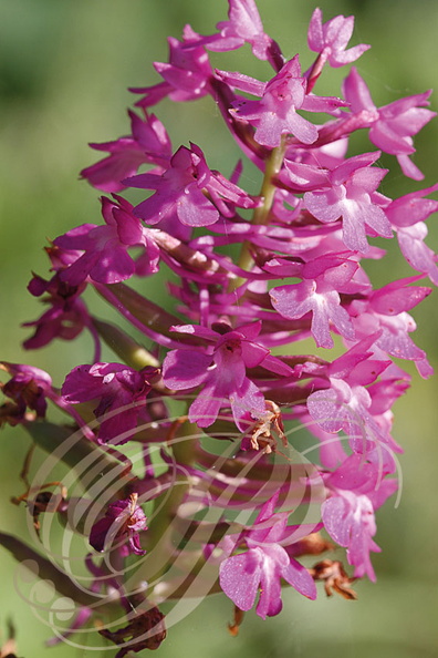 ORCHIDEE_Orchis.jpg