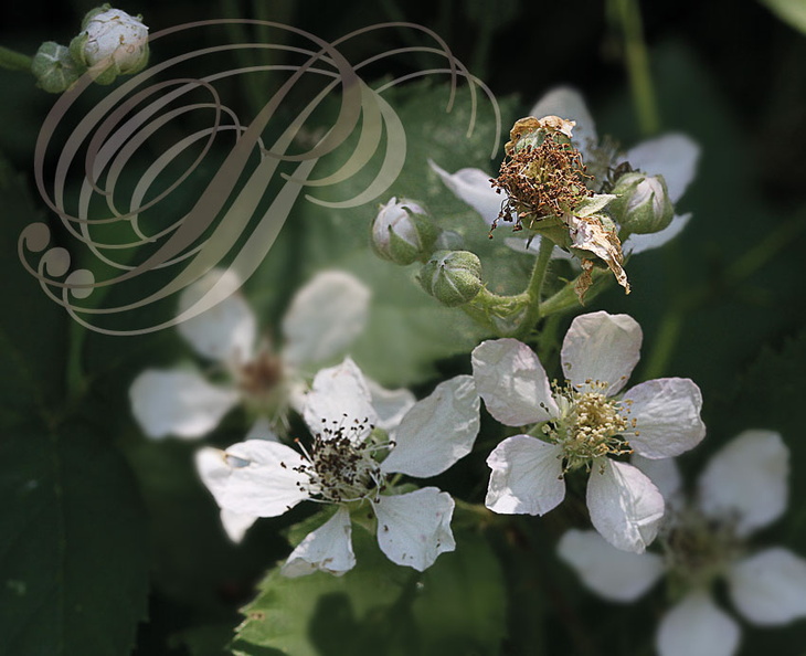 FRAMBOISIER  (Rubus idaeus) - fleurs