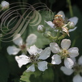 FRAMBOISIER  (Rubus idaeus) - fleurs