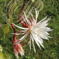 CIERGE À GRANDES FLEURS  (Selenicereus grandiflorus) fleurs
