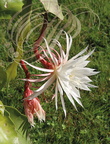 CIERGE À GRANDES FLEURS  (Selenicereus grandiflorus) fleurs