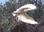 HÉRON garde-Boeuf en vol - Cattle egret - Garcilla bueyera  (Bubulcus ibis)