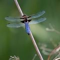 LIBELLULE déprimée - dragonfly - libélula (Libellula depressa) - mâle