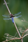 LIBELLULE déprimée - dragonfly - libélula (Libellula depressa) - mâle