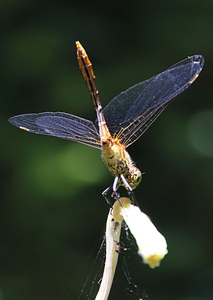 LIBELLULE - dragonfly - libélula 
