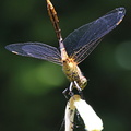 LIBELLULE_dragonfly_libélula.jpg