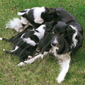 BORDER COLLEY - chienne et ses chiots