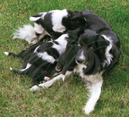 BORDER COLLEY - chienne et ses chiots