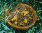 CUISINE MAROCAINE - Olives aux abats de poulets