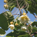 KIWI (Actinidia sp) - fleurs