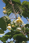 KIWI (Actinidia sp) - fleurs