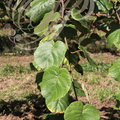KIWI (Actinidia chinensis) variété "Belle de Chine"  (feuilles
