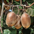KIWI (Actinidia chinensis) variété " MONTCAP"  - créé au lycée agricole de Montauban (Capou)