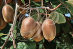 KIWI (Actinidia chinensis) variété " MONTCAP"  - créé au lycée agricole de Montauban (Capou)