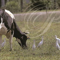 HERON garde boeufs autour d une vache - Cattle egret - Garcilla bueyera (Bubulcus ibis)