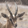 GAZELLE DORCAS  (Gazella dorcas) - tête