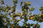ABRICOTIER (Prunus armeniaca)