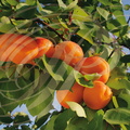 ABRICOTIER  (Prunus armeniaca) -  fruits