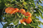ABRICOTIER  (Prunus armeniaca) -  fruits