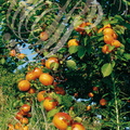 ABRICOTIER  (Prunus armeniaca) - variété "Feriana"