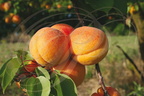 ABRICOTIER variété Orange Red