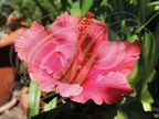 HIBISCUS - Fleur rouge : pistil et étamines