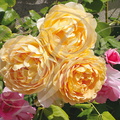 ROSIER : fleurs orange et roses