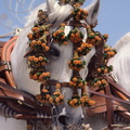 JEREZ de la FRONTERA - Feria de Jerez  : cheval andalou attele