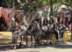 JEREZ de la FRONTERA - la Feria : attelage de chevaux andalous