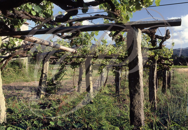 GONDOMAR (Espagne - province de Pontevedra)  vignobles