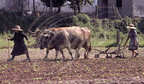 PONTEVEDRA (province) (Espagne) - Travail avec des boeufs