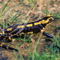 SALAMANDRE TACHETÉE - Salamandra salamandra