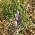 SAFRAN - Crocus sativus - fleurs bonnes à récolter (Ferme du Safran à Saint-Georges - 82)